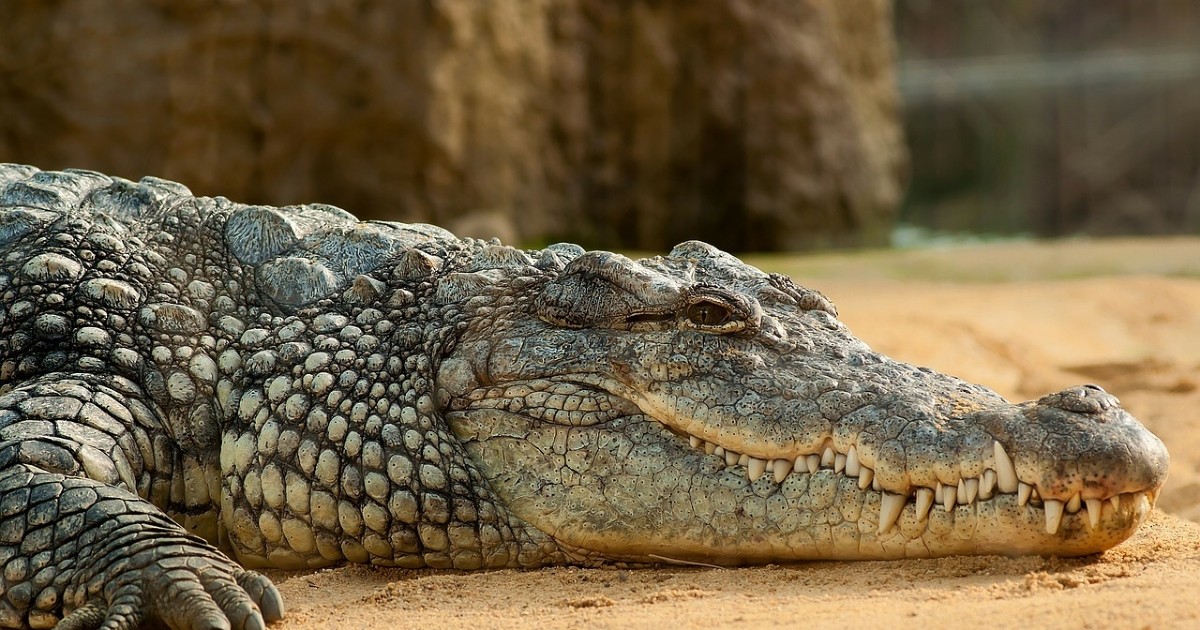 La Sagesse Des Crocodile Définition du crocodile - Definitions360